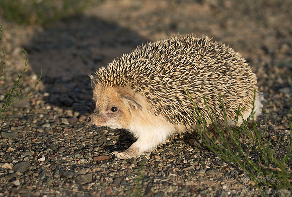 067 Long-eared Hedgehog, Hemiechnius auritus - Mongolia
