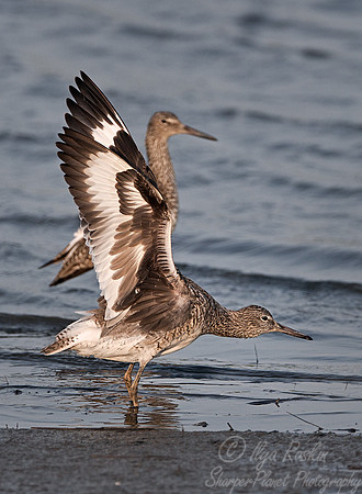 075 Willet (Tringa semipalmata) - DE