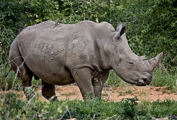 033_White Rhinoceros_South Afirca