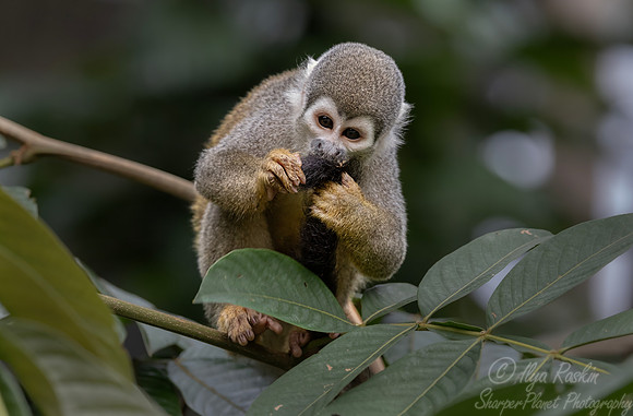 282 Ecuadorian squirrel monkey (Saimiri cassiquiarensis macrodon) - Ecuador
