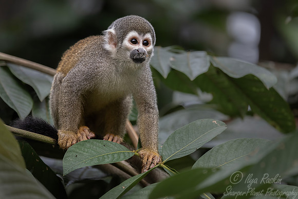 281 Ecuadorian squirrel monkey (Saimiri cassiquiarensis macrodon) - Ecuador