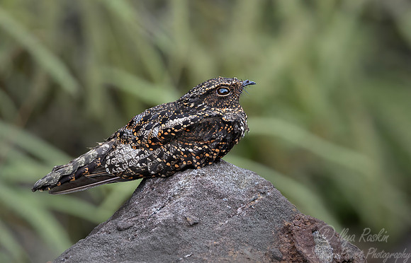 452 Rufous-bellied nighthawk (Lurocalis rufiventris) - Ecuador