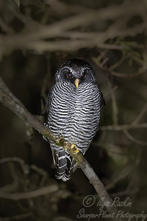 451 Black-banded Owl (Strix huhula) - Ecuador