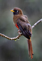 601 Masked trogon female (Trogon personatus) - Ecuador