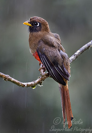 601 Masked trogon female (Trogon personatus) - Ecuador