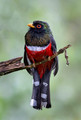 602 Masked trogon male (Trogon personatus) - Ecuador