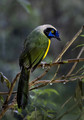 605 Inca jay (Cyanocorax yncas) - Ecuador