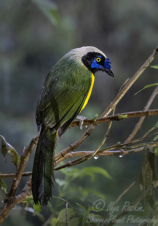 605 Inca jay (Cyanocorax yncas) - Ecuador