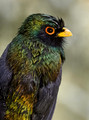 604 Masked trogon male (Trogon personatus) - Ecuador