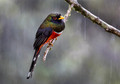 603 Masked trogon male (Trogon personatus) - Ecuador