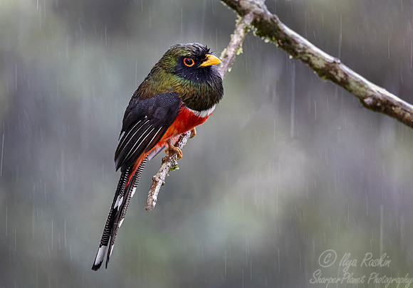 603 Masked trogon male (Trogon personatus) - Ecuador