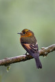 609 Cinnamon flycatcher (Pyrrhomyias cinnamomeus) - Ecuador