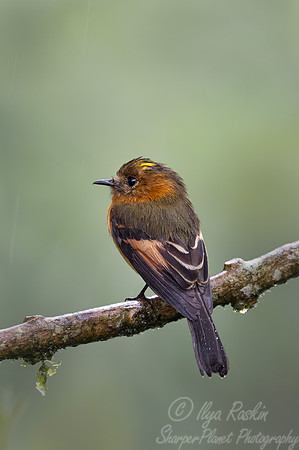609 Cinnamon flycatcher (Pyrrhomyias cinnamomeus) - Ecuador