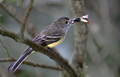 607 Dusky-capped flycatcher (Myiarchus tuberculifer) - Ecuador