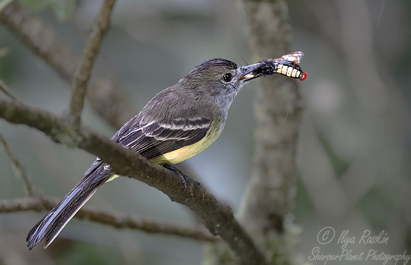 607 Dusky-capped flycatcher (Myiarchus tuberculifer) - Ecuador