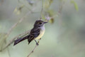 606 Dusky-capped flycatcher (Myiarchus tuberculifer) - Ecuador-2
