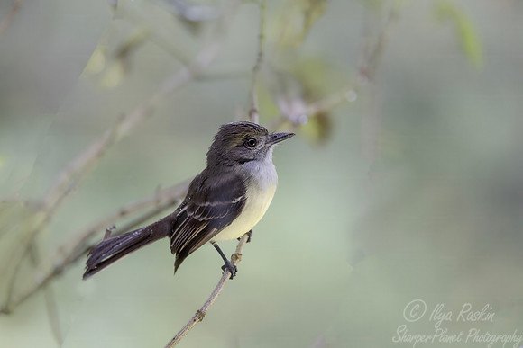 606 Dusky-capped flycatcher (Myiarchus tuberculifer) - Ecuador-2