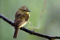 608 Flavescent flycatcher (Myiophobus flavicans) - Ecuador