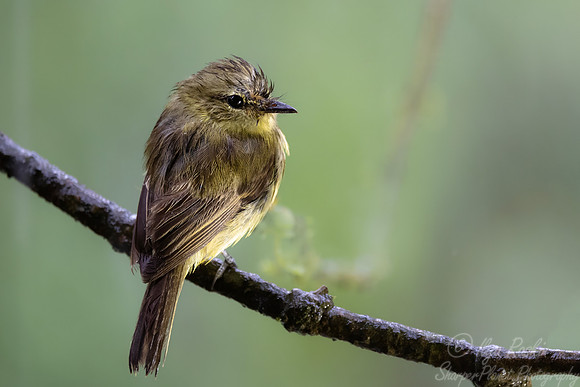 608 Flavescent flycatcher (Myiophobus flavicans) - Ecuador
