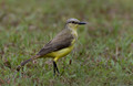 612 Cattle Tyrant (Machetornis rixosa) - Ecuador