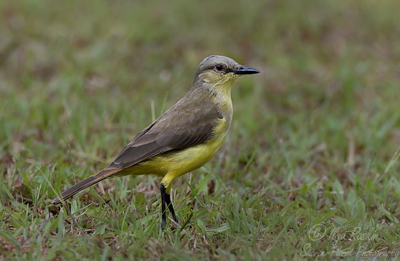 612 Cattle Tyrant (Machetornis rixosa) - Ecuador
