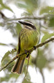 611 Social flycatcher (Myiozetetes similis) - Ecuador