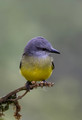 613 Tropical kingbird (Tyrannus melancholicus) - Ecuador