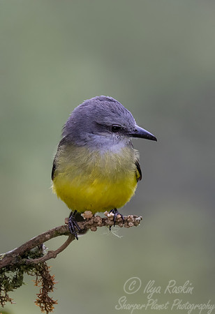613 Tropical kingbird (Tyrannus melancholicus) - Ecuador