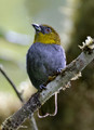 616 Yellow-throated chlorospingus (Chlorospingus flavigularis) - Ecuador