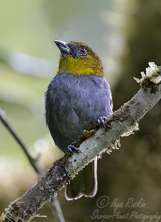 616 Yellow-throated chlorospingus (Chlorospingus flavigularis) - Ecuador