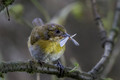 614 Yellow-throated chlorospingus (Chlorospingus flavigularis) - Eucuador