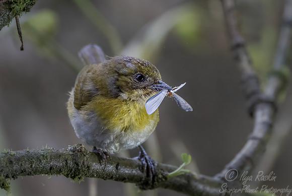 614 Yellow-throated chlorospingus (Chlorospingus flavigularis) - Eucuador
