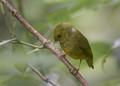 618 Bronze-green euphonia (Euphonia mesochrysa) - Ecuador