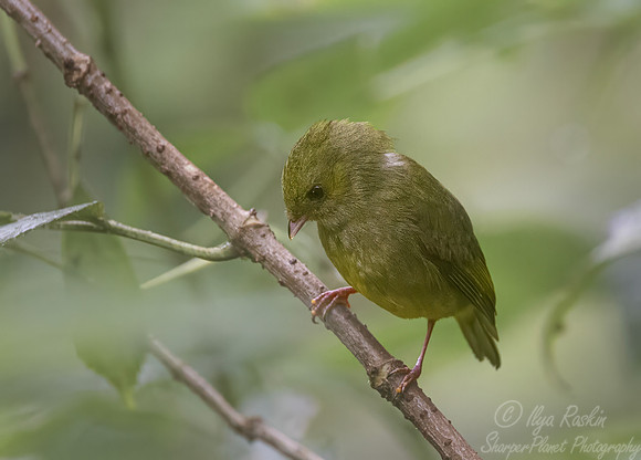 618 Bronze-green euphonia (Euphonia mesochrysa) - Ecuador