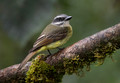 617 Golden-crowned Flycatcher (Myiodynastes chrysocephalus) - Ecuador