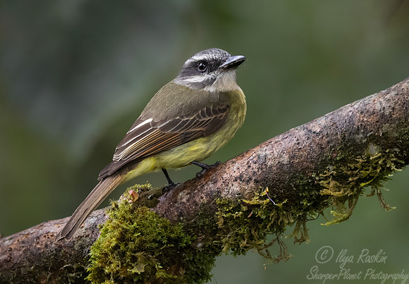 617 Golden-crowned Flycatcher (Myiodynastes chrysocephalus) - Ecuador