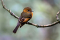 610 Cinnamon flycatcher (Pyrrhomyias cinnamomeus) - Ecuador