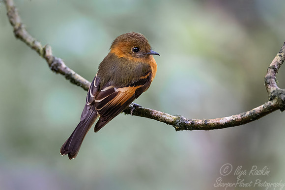 610 Cinnamon flycatcher (Pyrrhomyias cinnamomeus) - Ecuador