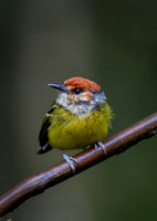 BIRDS - SOUTH & CENTRAL AMERICA 6