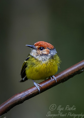 620 Rufous-crowned tody-flycatcher (Poecilotriccus ruficeps) - Eucuador