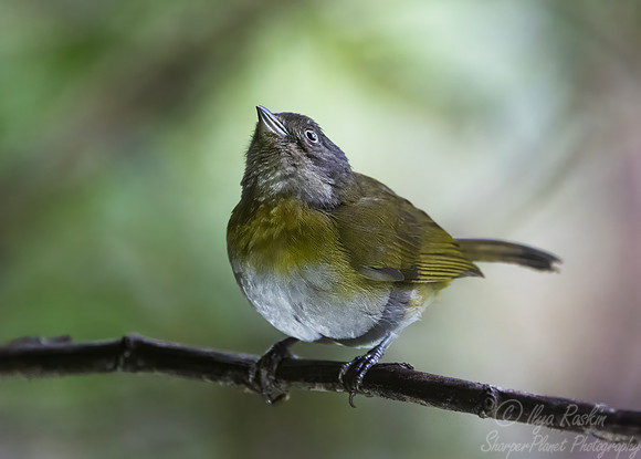 615 Yellow-throated chlorospingus (Chlorospingus flavigularis) - Eucuador