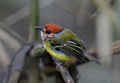 619 Rufous-crowned tody-flycatcher (Poecilotriccus ruficeps) - Eucuador