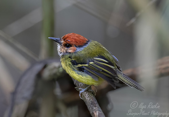 619 Rufous-crowned tody-flycatcher (Poecilotriccus ruficeps) - Eucuador