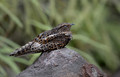 452 Rufous-bellied nighthawk (Lurocalis rufiventris) - Ecuador