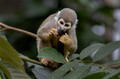 282 Ecuadorian squirrel monkey (Saimiri cassiquiarensis macrodon) - Ecuador