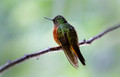 591 Chestnut-breasted coronet (Boissonneaua matthewsii) - Ecuador