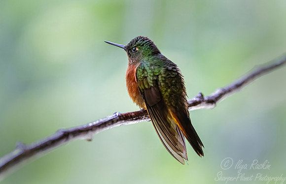 591 Chestnut-breasted coronet (Boissonneaua matthewsii) - Ecuador