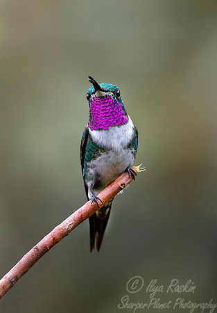 594 White-bellied woodstar (Chaetocercus mulsant) - Ecuador