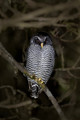 451 Black-banded Owl (Strix huhula) - Ecuador