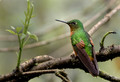 592 Chestnut-breasted coronet (Boissonneaua matthewsii) - Ecuador